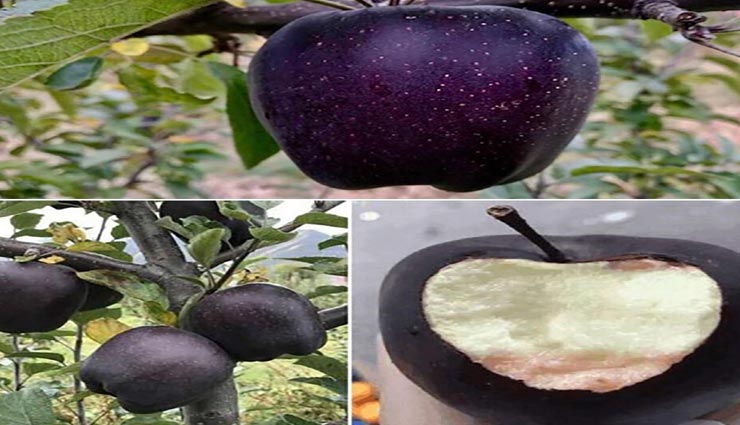 weird apple,black color apple,apple in tibet