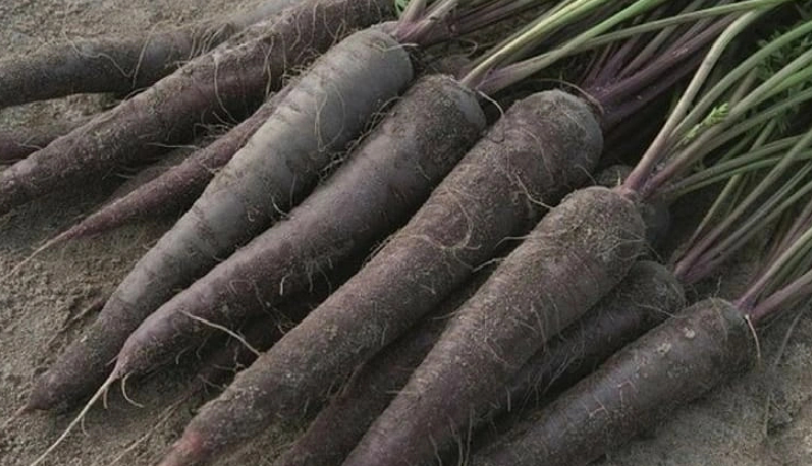 types of carrots,carrot varieties and health benefits,nutritional value of different carrots,purple carrots health benefits,yellow carrots vs. orange carrots,benefits of heirloom carrots,carrot colors and antioxidants,carrot varieties for specific health concerns,carrot varieties and vitamins,anthocyanins in purple carrots,beta-carotene in orange carrots,nutritional differences in carrot colors,benefits of rainbow carrots,health advantages of baby carrots,carrot antioxidants and skin health,carrot types for eye health,heirloom carrot benefits,cooking with different carrot varieties,carrot juice and health benefits,carrot colors and anti-inflammatory properties,organic carrots and health,carrot varieties for weight management,carrot types and immune system support,gluten-free carrot options,fermented carrots and gut health,carrot varieties in traditional medicine,roasting vs. steaming carrots for nutrition,different carrot colors and taste profiles