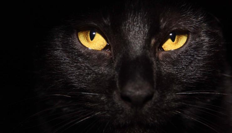 बिल्ली अपने साथ लेकर आती है नकारात्मकता, जानें इससे जुड़े संकेतों के बारे में