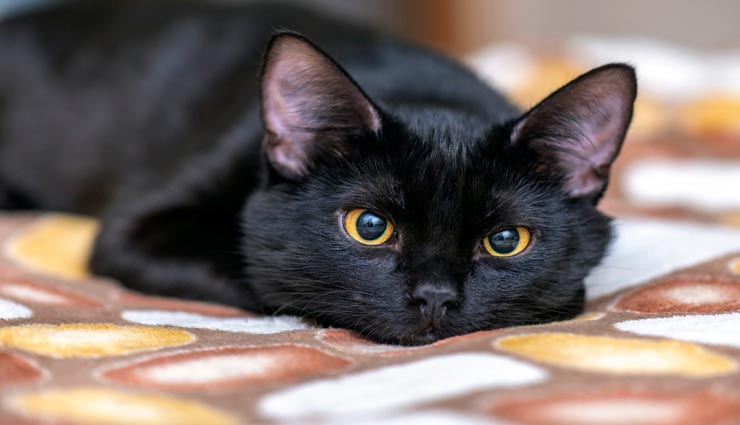 astrology tips,astrology tips in hindi,animals in dream,inauspicious sign