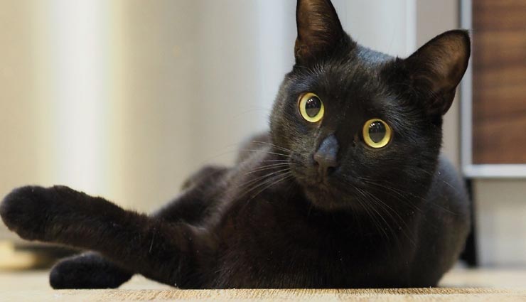 weird news,weird incident,interesting incidents,interesting story