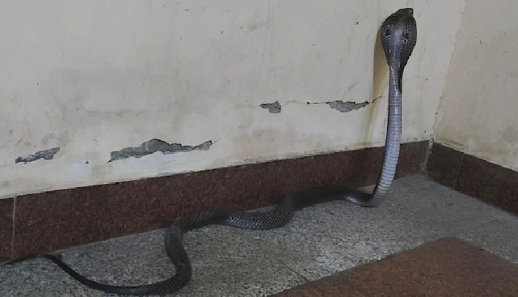 राजस्थान: हॉस्टल में खाना खाते समय स्टूडेंट्स के सामने अचानक आया ब्लैक कोबरा, मच गई अफरा-तफरी