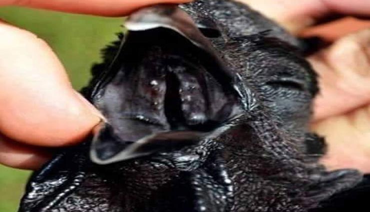 aayam semani cock,costly chicken,indonesia,fibromelanosis