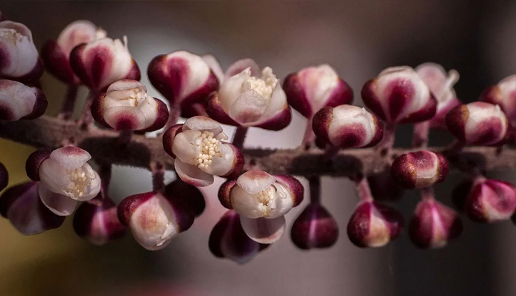 birth control,natural methods for birth control,birth control tips,parenting tips,Health,Health tips