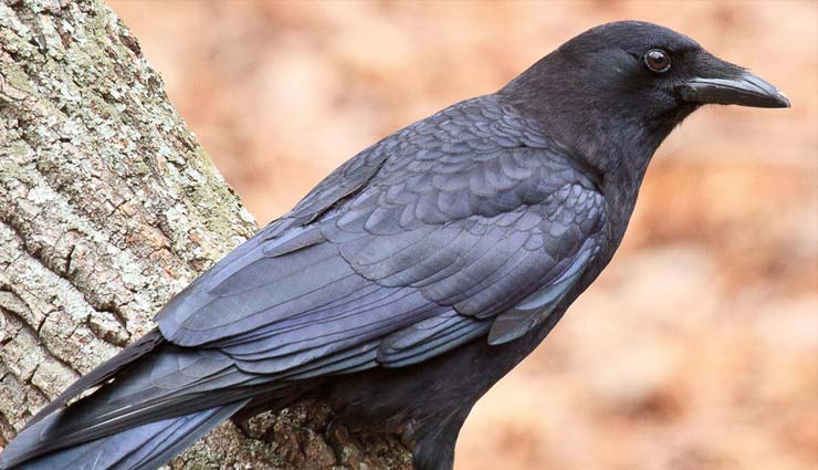 MP में दिखा सफेद कौआ, ऋषि के श्राप की वजह से हुआ था काला! weird news in hindi,white crow,madhya pradesh,black crow