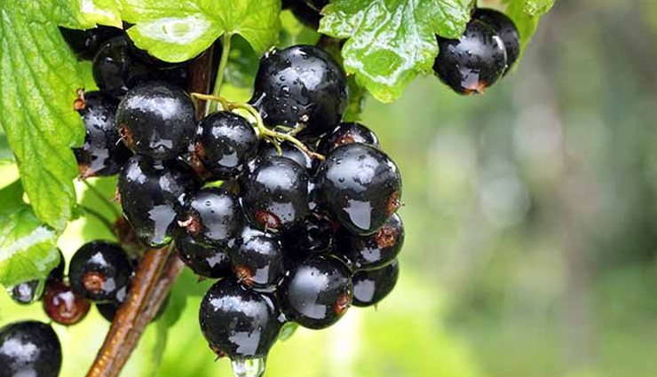 vitamin c foods,include in diet,top 21,rich in vitamin c,immune system,healthy skin,antioxidant,foods with vitamin c,boost health,vitamin c-rich diet,immune-boosting foods,natural antioxidants,vitamin c sources,nutritious foods,best vitamin c foods,vitamin c-rich fruits,vitamin c-rich vegetables