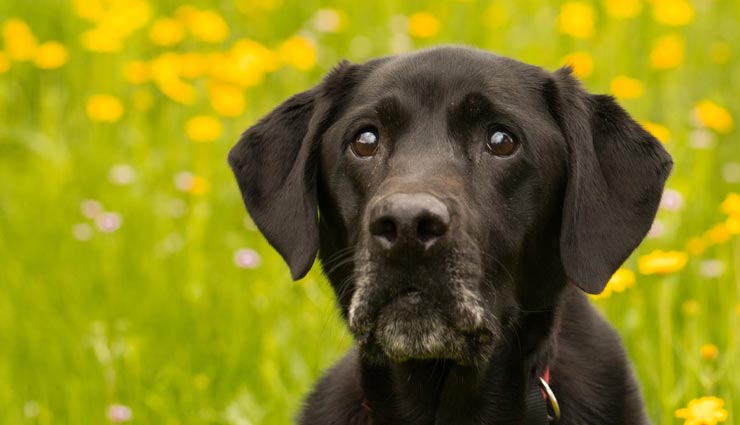 astrology tips,astrology tips in hindi,saturday,shani dev,auspicious on saturday