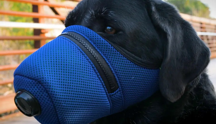 coronavirus,dogs and cats,coronavirus,cat and dogs,coronavirus news,weird news