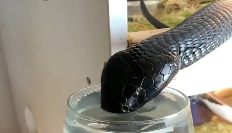 सोशल मीडिया पर आग लगा रहा पानी पीते ब्लैक किंग कोबरा का वायरल वीडियो, देखें यहां 