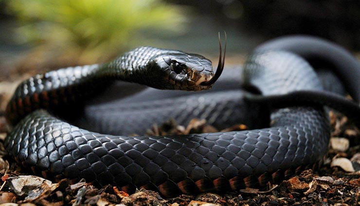 poisonous snakes,belchers sea snake,blue krait snake,black mamba,indian cobra,inland taipan,snakes ,विश्व के 6 सबसे ज़हरीले सांप