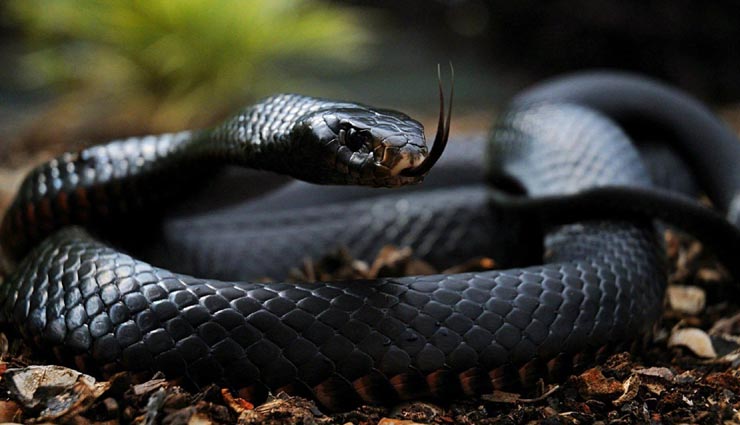 सबसे जहरीले साँपों में से एक है 'ब्लैक माम्बा', जानें इसके अनोखे राज के बारे में