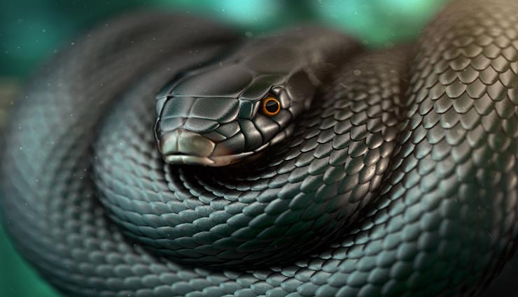 snake,toxic snake,black mamba snake,speciality of black mamba snake ,साँप. जहरीले साँप, ब्लेक माम्बा साँप, ब्लेक माम्बा साँप की विशेषता 