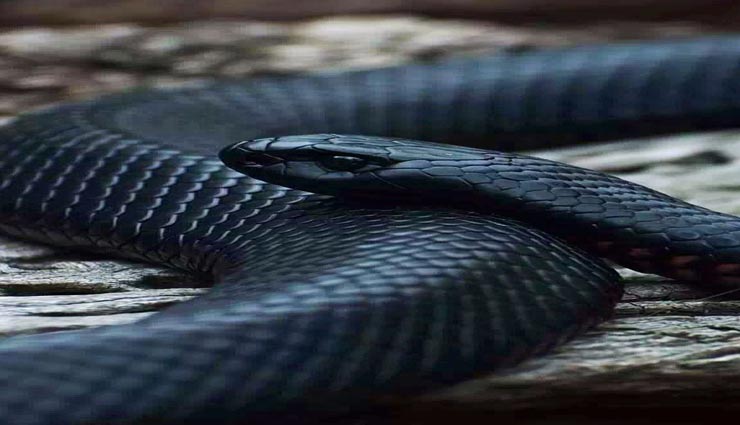snake,toxic snake,black mamba snake,speciality of black mamba snake ,साँप. जहरीले साँप, ब्लेक माम्बा साँप, ब्लेक माम्बा साँप की विशेषता 