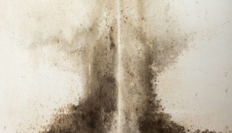 home remedies to get rid of black mold from walls,black mold on walls,black mold on walls in basement,black mold on walls in bathroom,black mold on walls behind furniture,black mold on walls inside house,black mold on walls and ceilings,black mold on the walls,what causes black mold on walls and ceilings,get rid of black mold on walls,black mold on wall behind bed,black mold on basement walls,black mold on bathroom walls,household tips