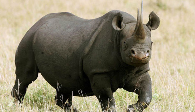 species that ended because of humans,extinct species,silphium,black rhinoceros,citropsis sex tree,sperm whales,the scrotum water frog