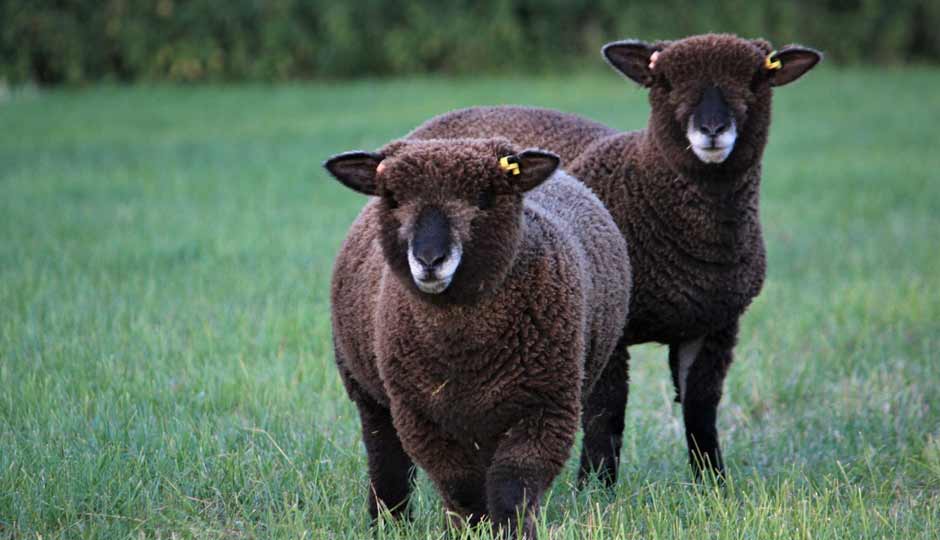 10 Signs That Tell You are The Black Sheep of The Family