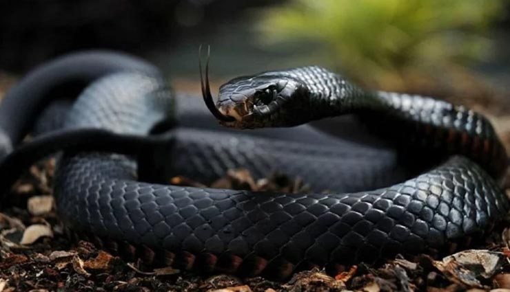 आखिर क्यों कटी होती है सांपों की जीभ, इस गहरे रहस्य का सच कर देगा आपको हैरान