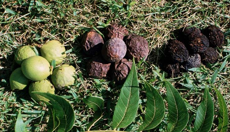 black walnut,black walnut benefits,black walnut healthy tips,healthy tips