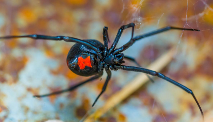 deadliest spiders,deadliest spiders in the world,black widow,brown recluse,brown widows,redback spiders,red widows,wolf spiders,yellow sac spiders,funnel-web tarantulas,brazilian wandering spider,travel