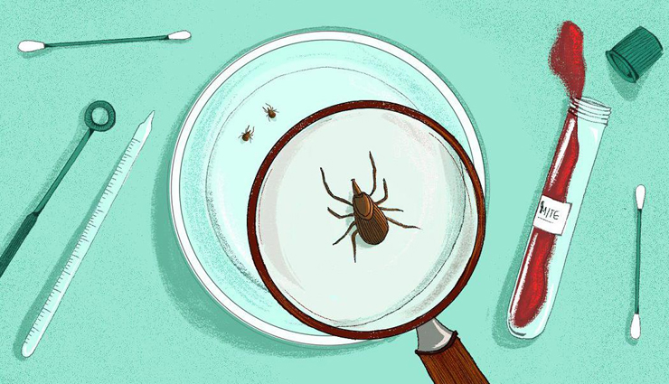 health benefits of blackberries,blackberries,Health tips,fitness tips