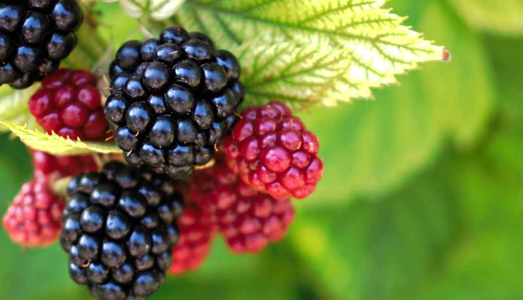 6 Health Benefits of Blackberries
