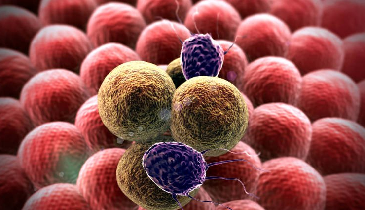 blackberry,health benefits of blackberry,Health tips,fitness tips