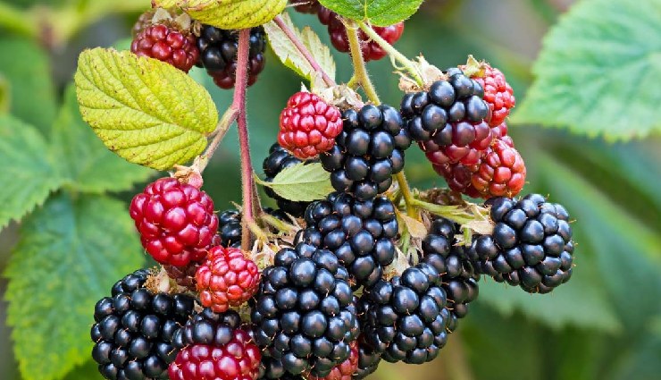 malic acid rich foods,fruits with malic acid,vegetables with malic acid,health benefits of malic acid,malic acid in apples,malic acid in watermelon,malic acid in banana,natural sources of malic acid,dietary malic acid,malic acid supplements