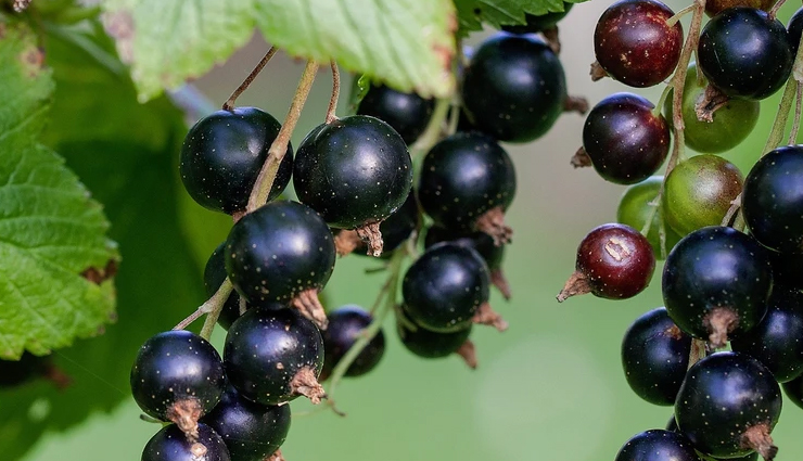 fibrocystic breast symptoms,fibrocystic breast symptoms treatment,breast treatment,women health,Health tips