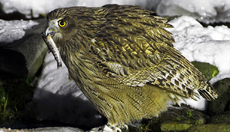 fascinating owl species,remarkable owl species,captivating owl species,enigmatic owl species,iconic owl species,owl species worldwide,diverse owl species,types of owls,owl species characteristics,owl species adaptations