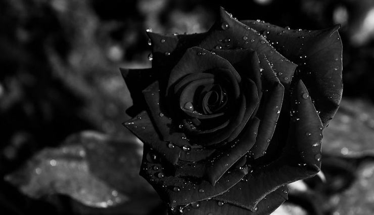 valentines day,valentines week,rose day,roses,color of roses