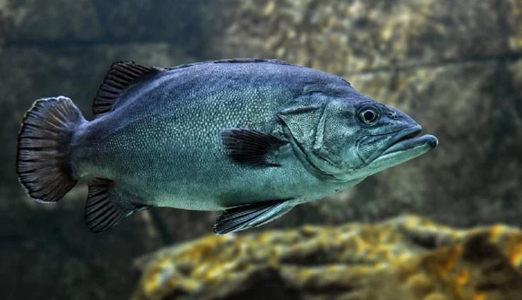 पानी नहीं बल्कि जमीन पर रहती है यह मछली, जानें इसकी खासियत