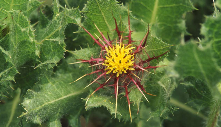 natural herbs for weight gain,herbs to gain healthy weight,herbal remedies for weight gain,natural herbs to increase body weight,herbs for healthy weight gain,herbal supplements for weight gain,herbal supplements to gain weight,weight gain herbs and supplements,herbal products for healthy weight gain,best herbs for natural weight gain,ayurvedic herbs for weight increase,ayurvedic herbs for weight gain,ayurvedic remedies to gain healthy weight,herbal solutions in ayurveda for weight increase,weight gain herbs in traditional medicine,herbs for muscle mass and weight gain,herbs to build muscle mass and gain weight,muscle gain herbs and supplements,herbal remedies for healthy muscle growth and weight gain,natural herbs to increase muscle mass and weight,weight gain herbs for underweight individuals,herbs for underweight individuals,natural remedies for healthy weight gain in thin individuals,herbs to increase body mass in underweight people,herbal solutions for gaining weight for skinny individuals