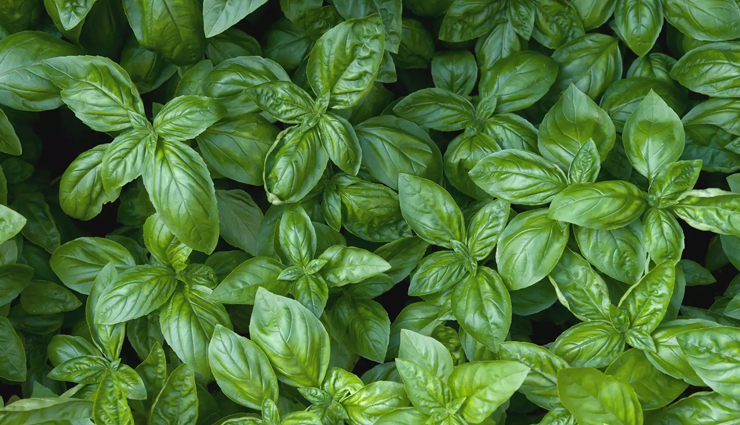 blood pressure under control,herbs for blood pressure under control,Health tips,fitness tips