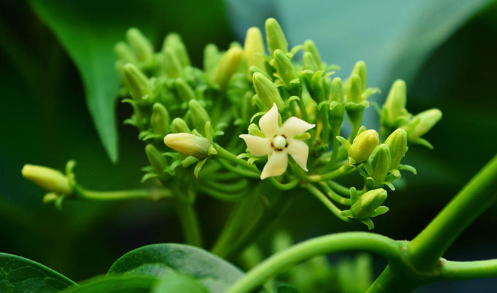 supplements that will help you regulate blood sugar levels,Health,healthy living