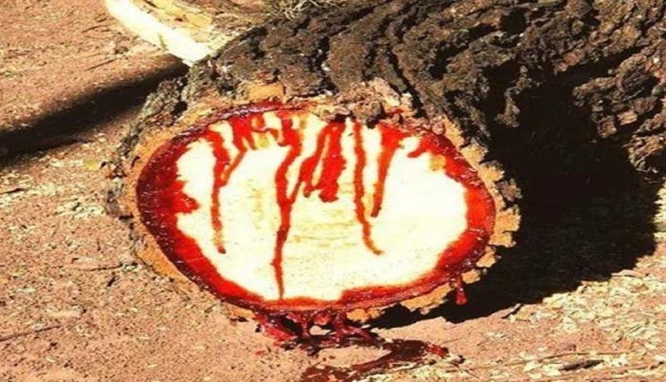 अनोखा पेड़ जिसे काटने पर इंसानों की तरह निकलने लगता हैं खून