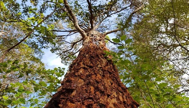 अनोखा पेड़ जिसे काटने पर इंसानों की तरह निकलने लगता हैं खून weird news,weird tree,bloodwood tree,tree bleeds like humans