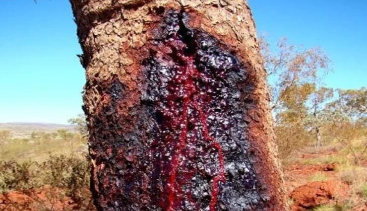 अनोखा पेड़ जिसे काटने पर इंसानों की तरह निकलने लगता हैं खून weird news,weird tree,bloodwood tree,tree bleeds like humans