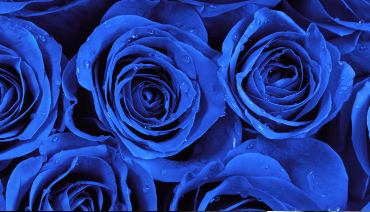 valentines day,valentines week,rose day,roses,color of roses