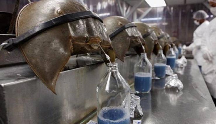 weird news,weird creature,blue blood creature,horseshoe crabs