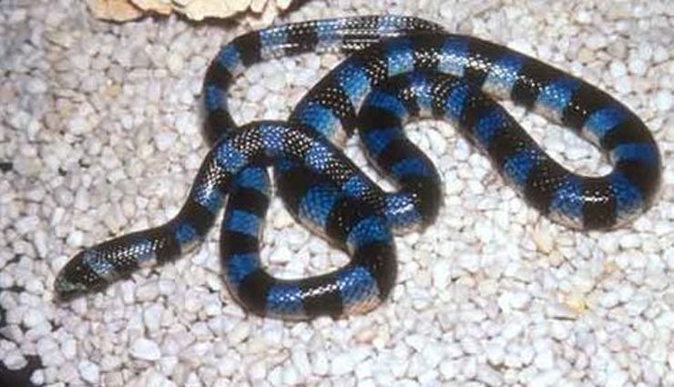 poisonous snakes,belchers sea snake,blue krait snake,black mamba,indian cobra,inland taipan,snakes