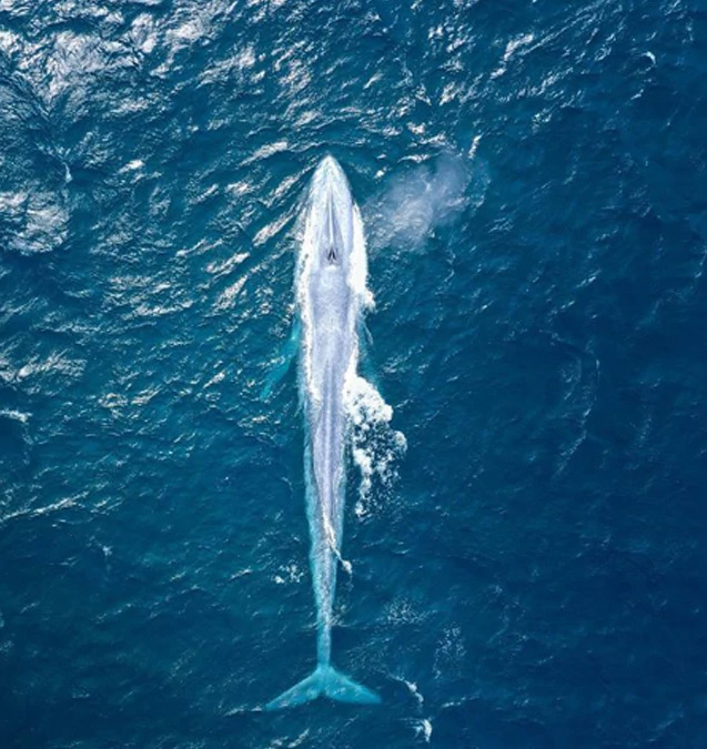 blue whale,animal,biggest animal,world biggest animal,sydney,weird news ,आस्ट्रेलिया,ब्लू व्हेल 