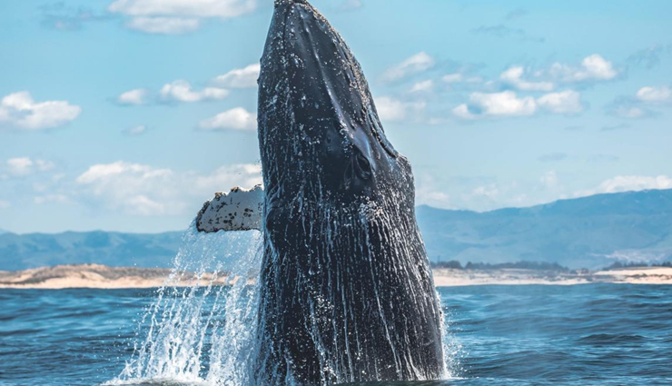 monterey bay whale watching,whale species in monterey bay,blue whales in monterey bay,killer whales in monterey bay,gray whale migration,humpback whales in monterey bay,minke whales in monterey bay,fin whales in monterey bay,bairds beaked whale sighting,whale watching season,whale behavior in monterey bay,best time for whale watching,whale habitat in monterey bay,marine sanctuary in monterey bay,monterey bay wildlife,unique whale sightings,best places for whale watching,guided whale watching tours,conservation of whales in monterey bay,sustainable whale watching