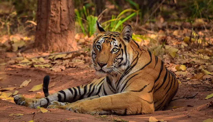 five national parks of india,national parks,visit these national parks to see tigers,tigers,national parks,holidays,travel,tourism