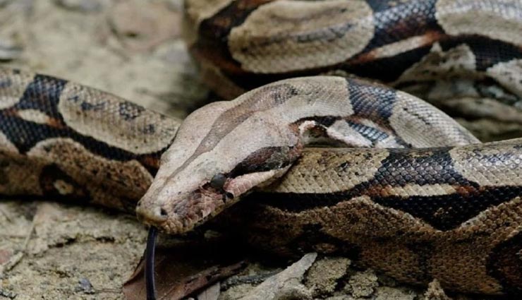 बिना संबंध बनाए ही बच्चे पैदा कर लेती हैं सांपों की ये प्रजाति, सच्चाई कर देगी हैरान weird news,weird information,weird snake constrictor,boa constrictor snake,babies without mating