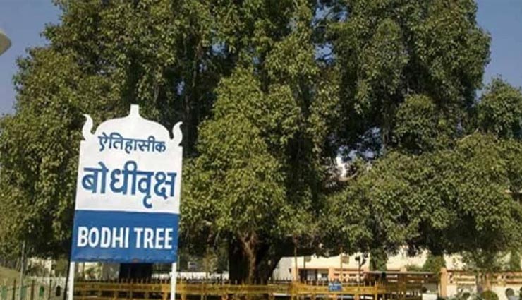 weird news,weird tree,bodhi tree,madhya pradesh,tree security