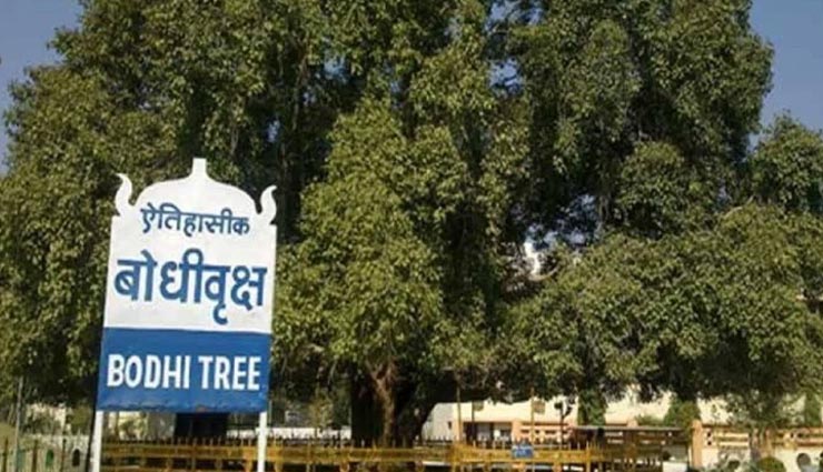 weird news,weird information,ancient tree,sacred bodhi tree
