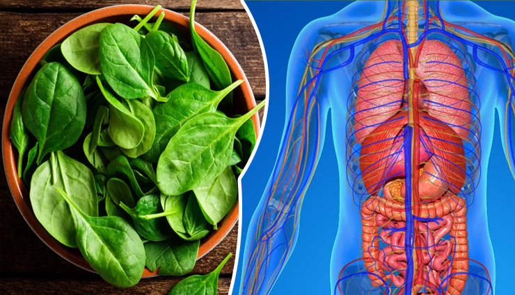 palak,health benefits of eating palak,world vegan day,benefits of spinach,spinach for good health,healthy food spinach,health news,health news in hindi,healthy living