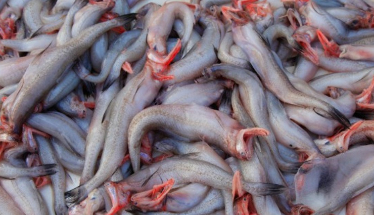 maharashtrian style bombil fry recipe,traditional bombil fry recipe,authentic maharashtrian bombil fry recipe,spicy bombay duck fry recipe,step-by-step bombil fry recipe,how to make maharashtrian bombil fry,best bombil fry recipe,homemade bombil fry recipe,maharashtrian seafood delicacy recipe,crispy and flavorful fish fry recipe,classic maharashtrian fish fry recipe