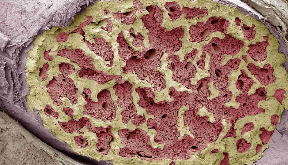 शरीर के लिए बेहद जरूरी है ये चिपचिपा पदार्थ, इसके बिना जीवन असंभव