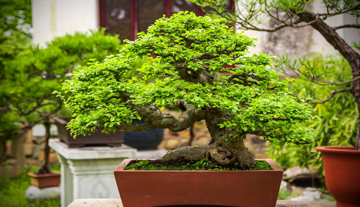 astrology tips,astrology tips in hindi,inauspicious plants,problems in life